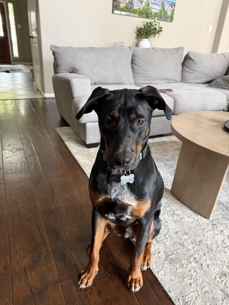 Austin, Archer's dog and official taste tester